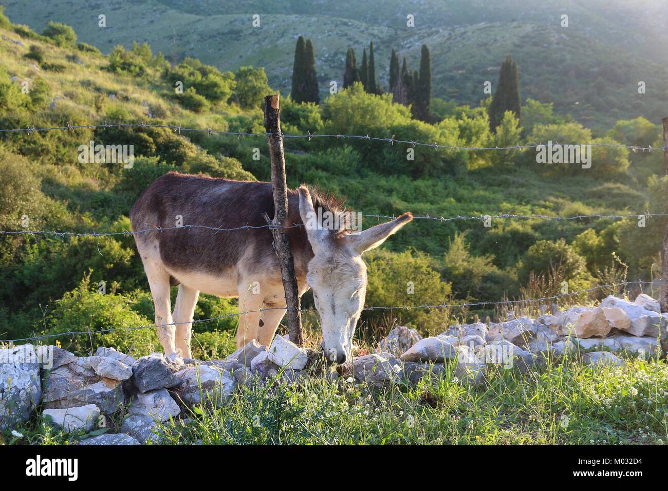 Greek donkey in Perithia village, Corfu, Greece. Stock Photo