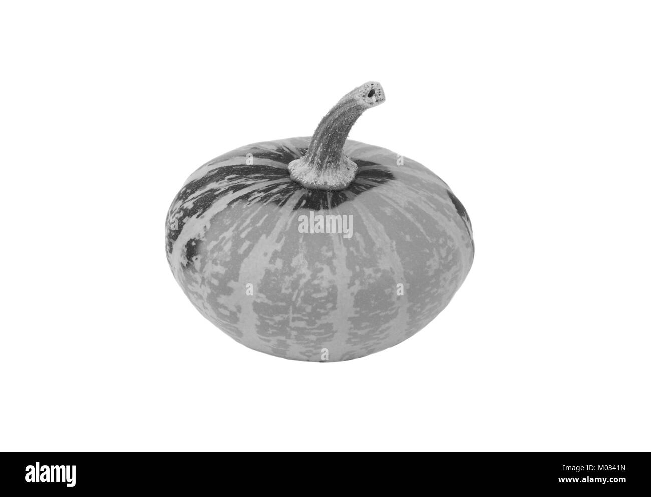 Small disc-shaped ornamental gourd with bold markings, isolated on a white background - monochrome processing Stock Photo