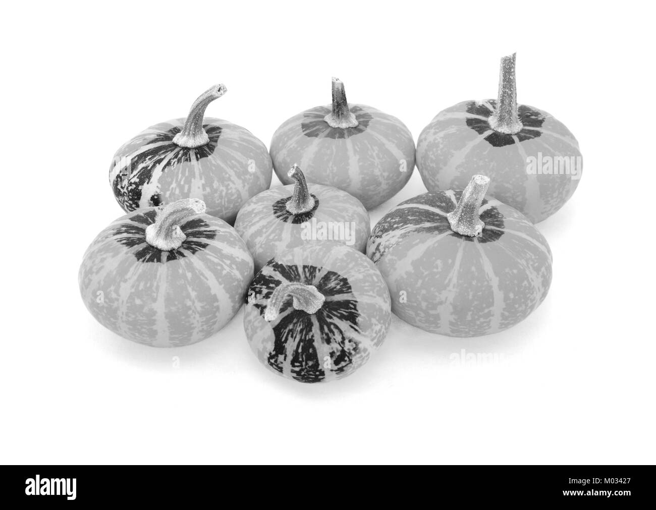 Group of seven small disc-shaped ornamental gourds with multicolored markings, isolated on a white background - monochrome processing Stock Photo