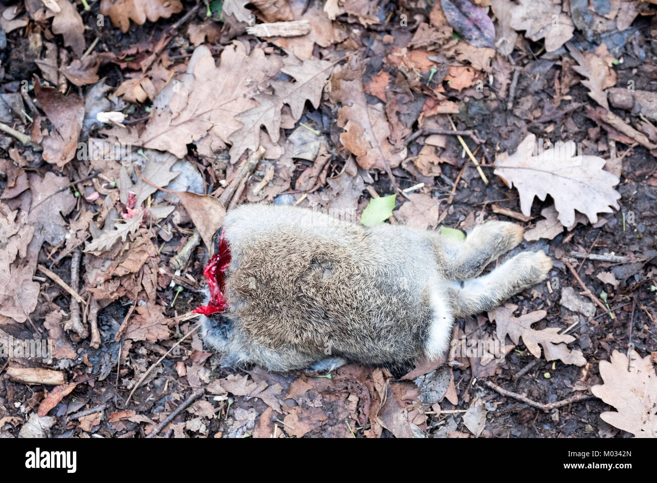 A partially eaten common rabbit, Oryctolagus cuniculus, abandoned by a fox lies on a woodland path. the picture shows the rear half of the wild rabbit Stock Photo