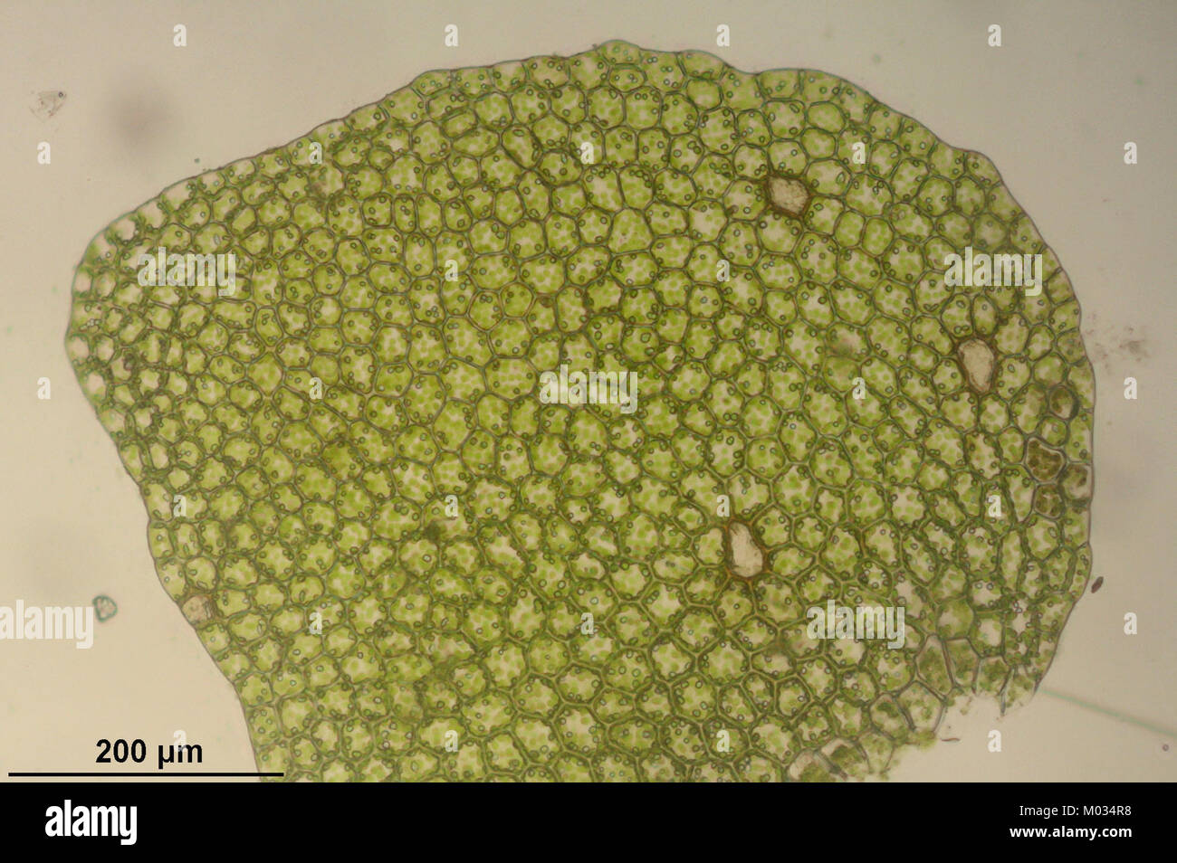 Calypogeia suecica (a, 144909-475031) 2166 Stock Photo