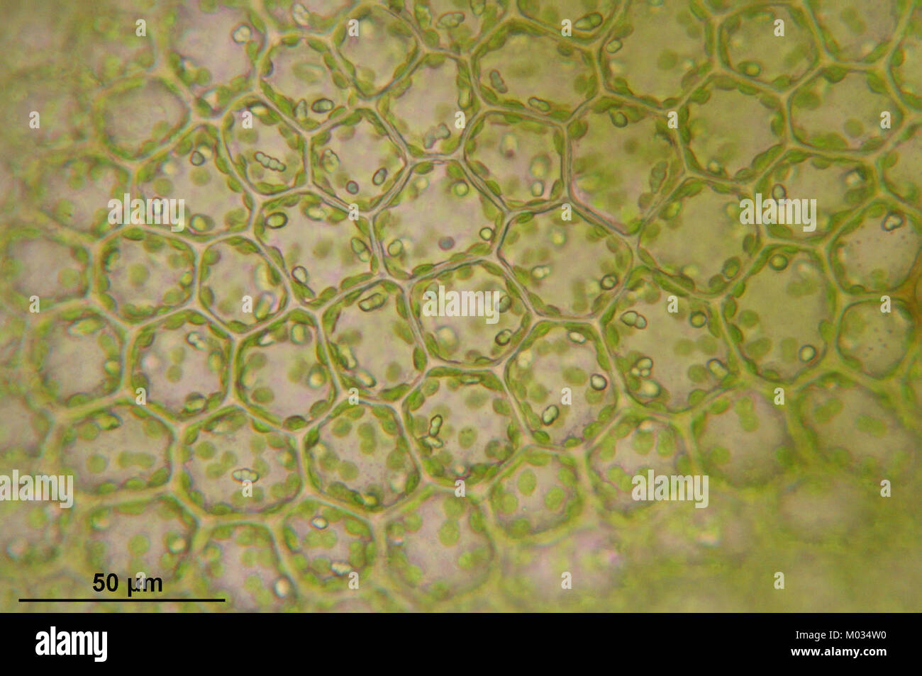Calypogeia suecica (a, 144909-475031) 2180 Stock Photo