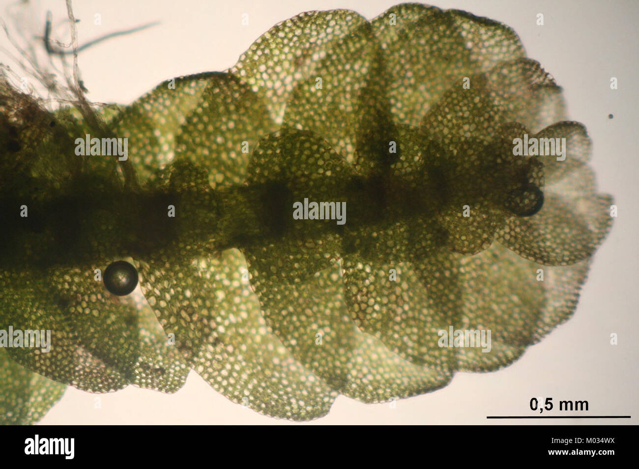 Calypogeia suecica (a, 144909-475031) 2163 Stock Photo