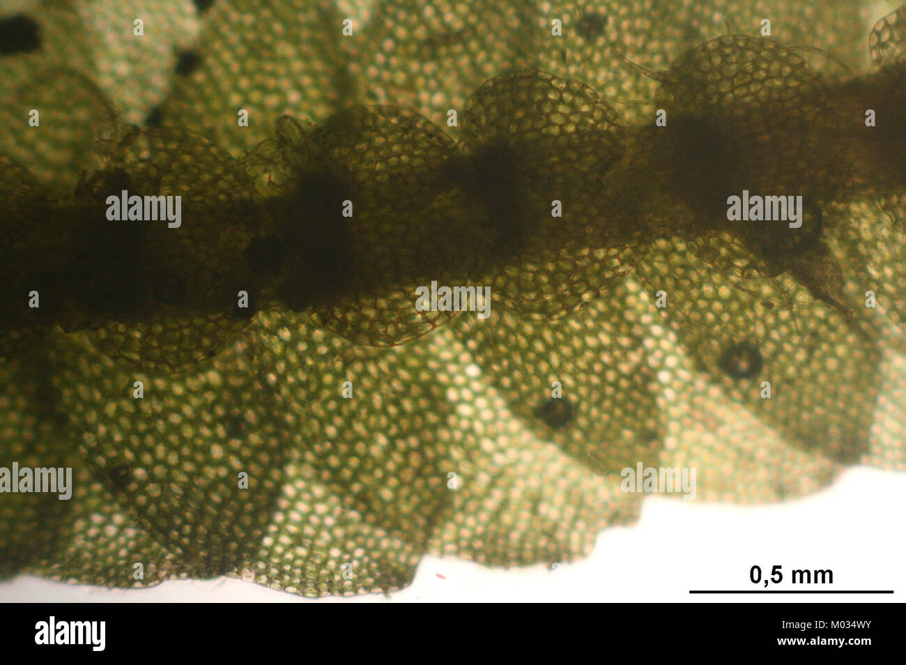 Calypogeia muelleriana (b, 144823-474711) 6690 Stock Photo