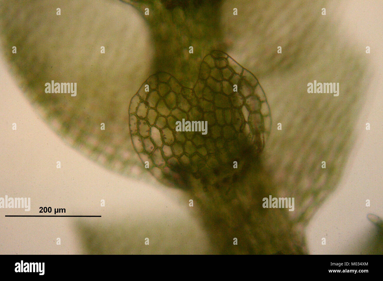 Calypogeia neesiana (b, 150139-481741) 6202 Stock Photo