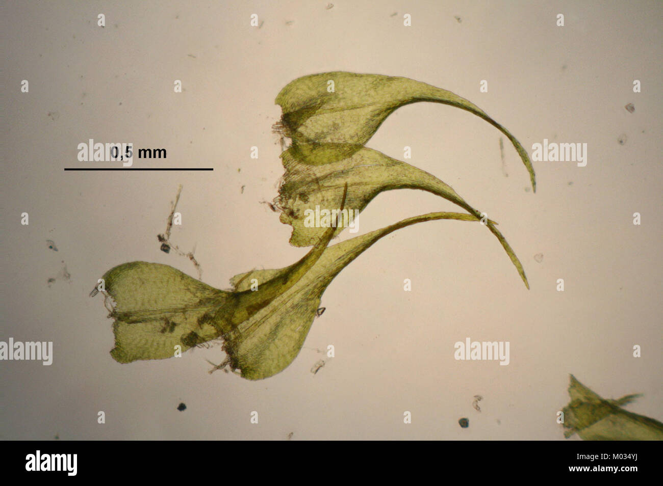 Campylium chrysophyllum (g, 144554-474909) 2565 Stock Photo