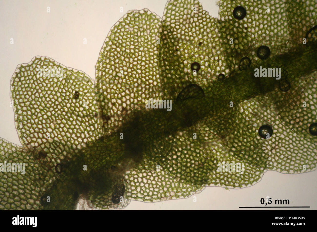 Calypogeia neesiana (c, 150138-481741) 9274 Stock Photo