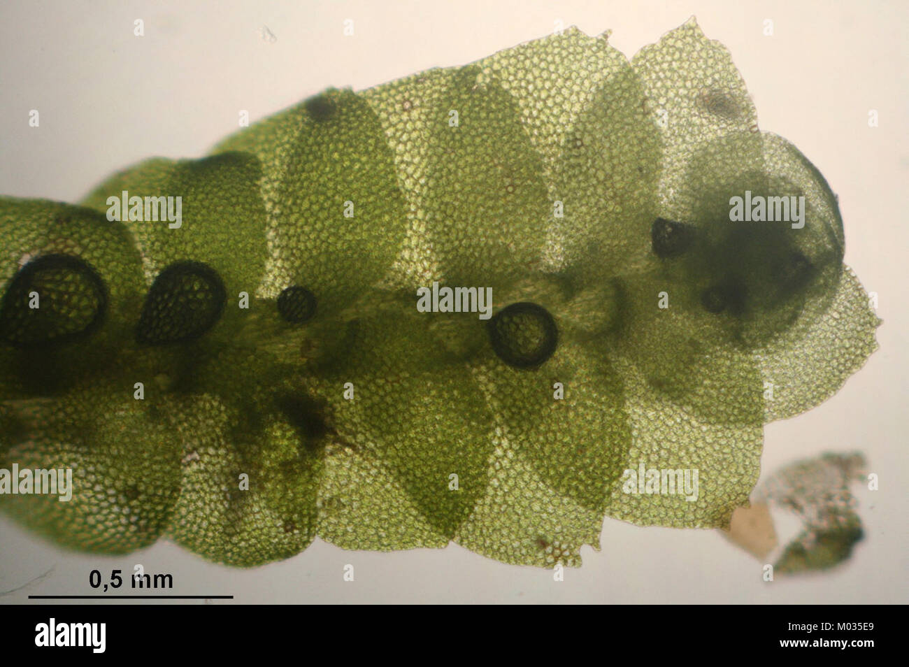Calypogeia suecica (a, 144909-475031) 2159 Stock Photo