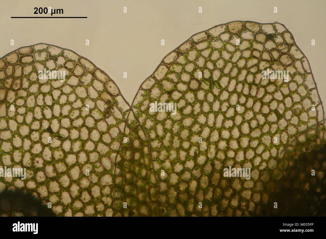Calypogeia neesiana (c, 150138-481741) 9277 Stock Photo