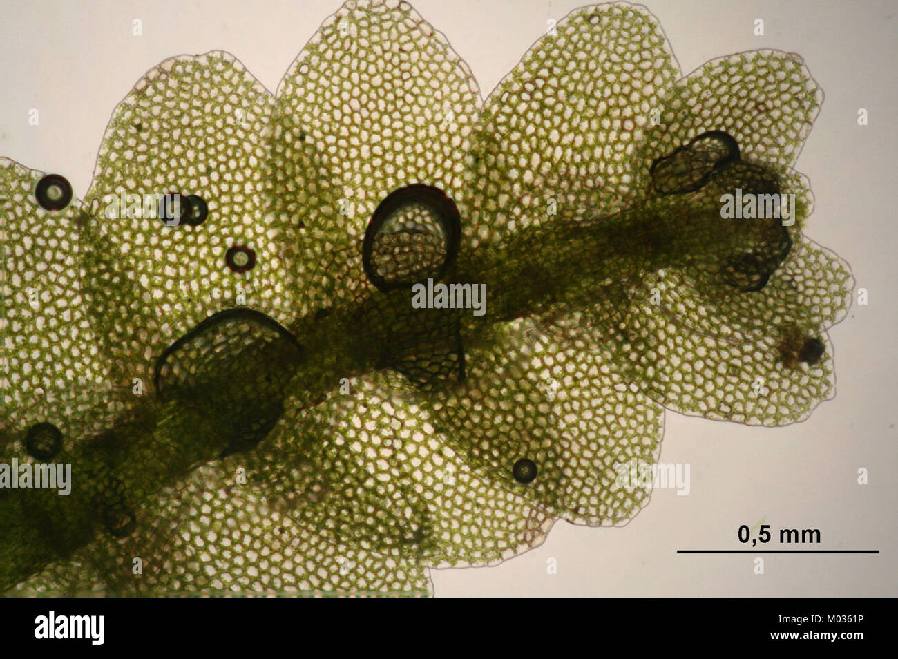 Calypogeia neesiana (c, 150138-481741) 9273 Stock Photo