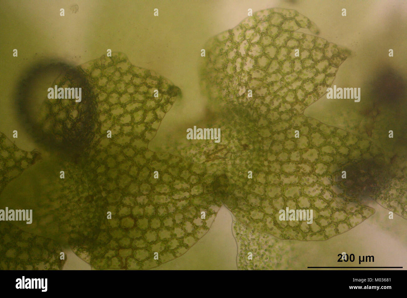 Calypogeia suecica (a, 144909-475031) 2173 Stock Photo