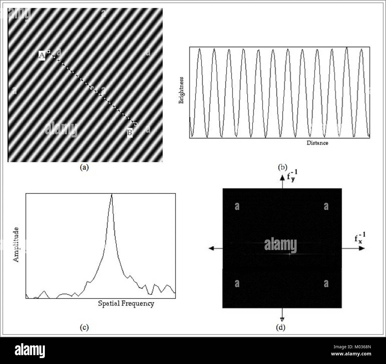 Symbol for growth and future Black and White Stock Photos & Images - Alamy