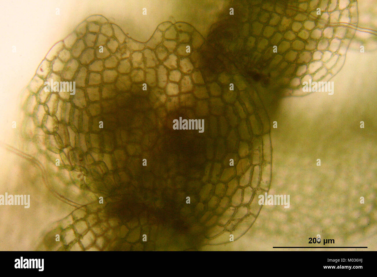Calypogeia neesiana (b, 150139-481741) 6204 Stock Photo
