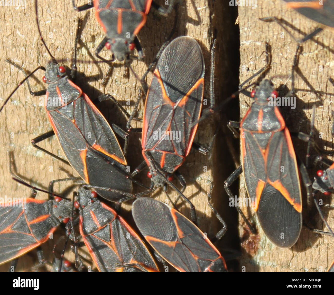 Photograph of Boxelder bugs, a species of true bug found in North ...