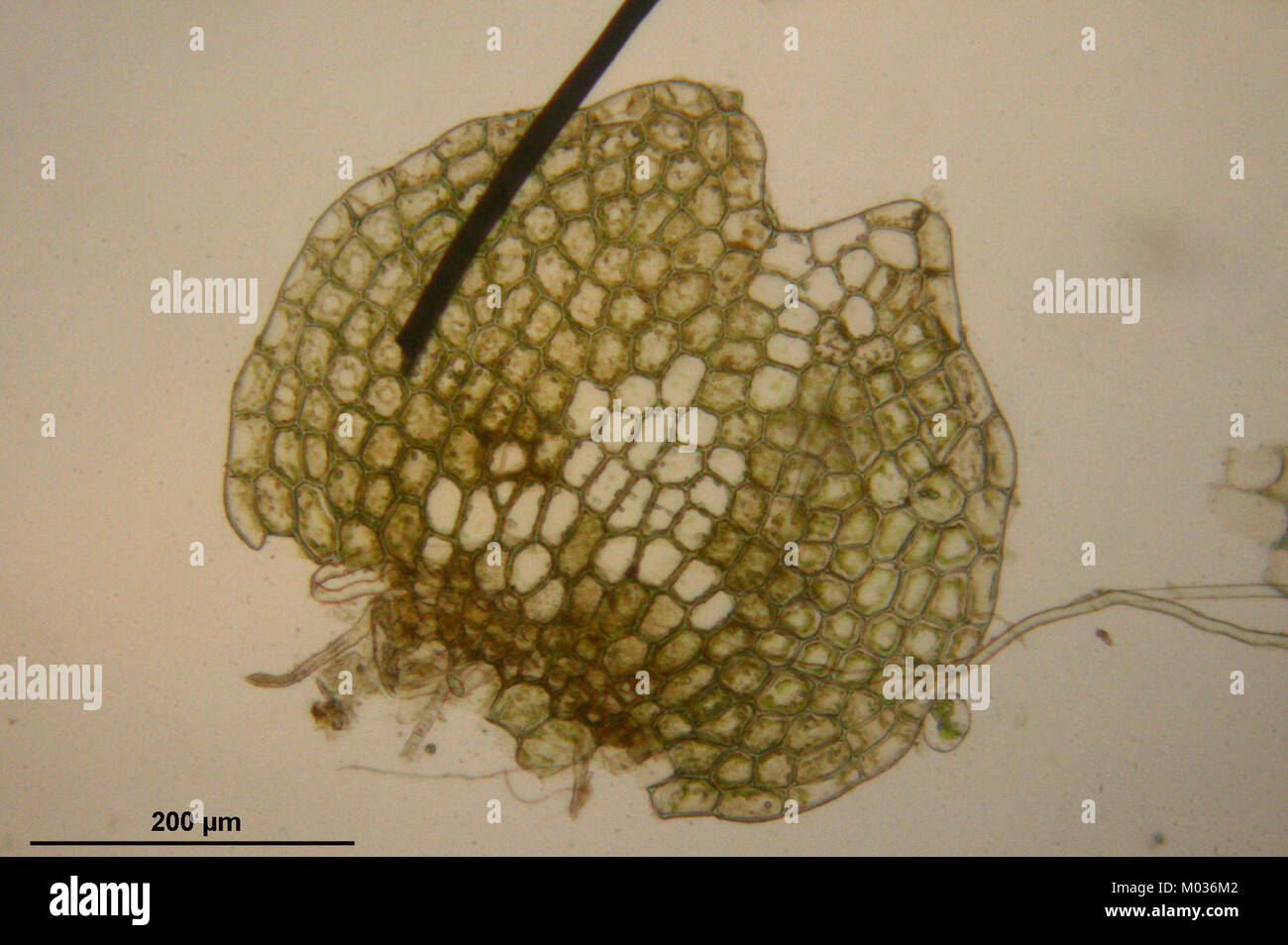 Calypogeia neesiana (b, 150139-481741) 6213 Stock Photo