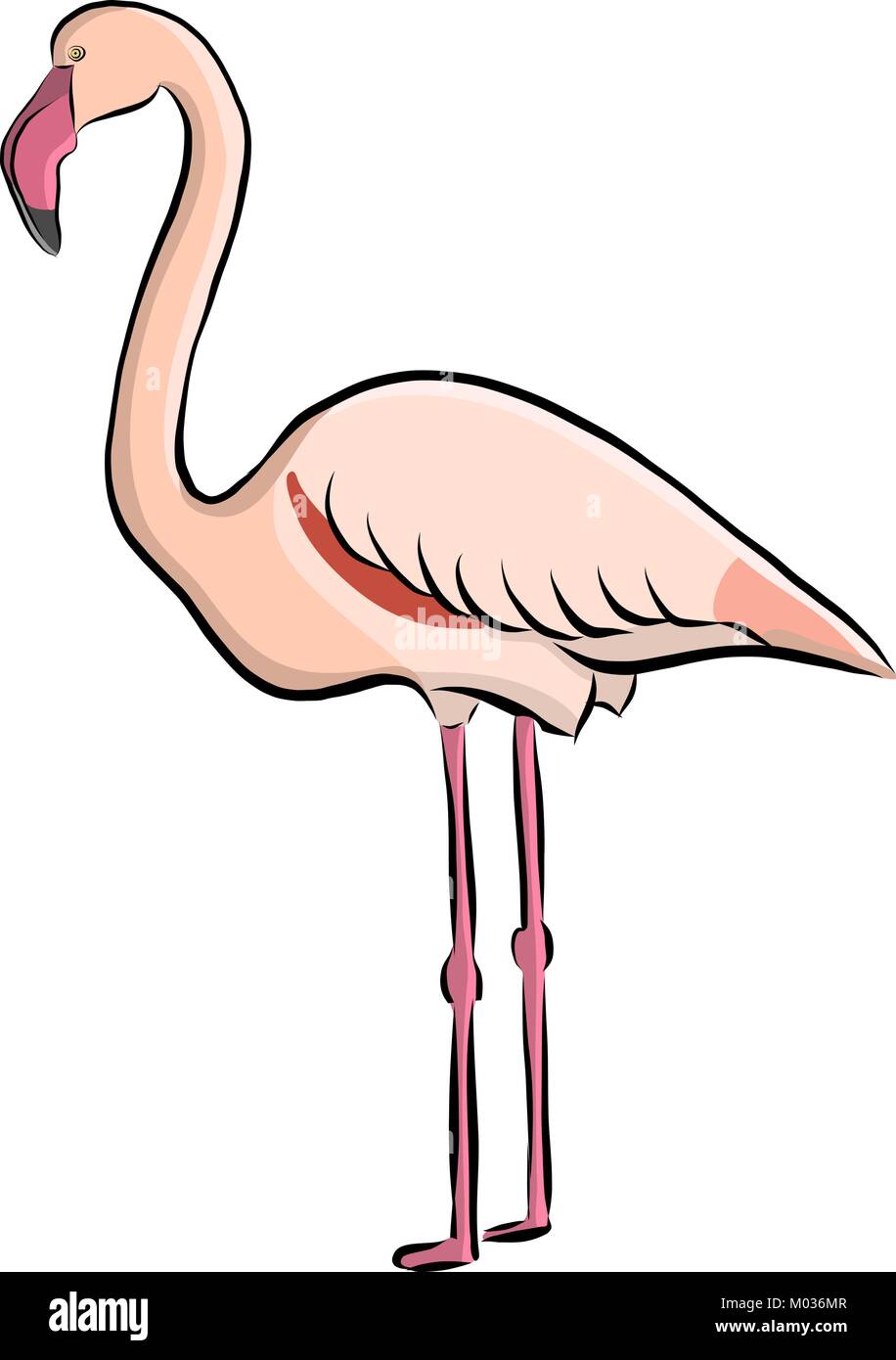 Hand drawn bird flamingo, vector Stock Vector Image & Art - Alamy
