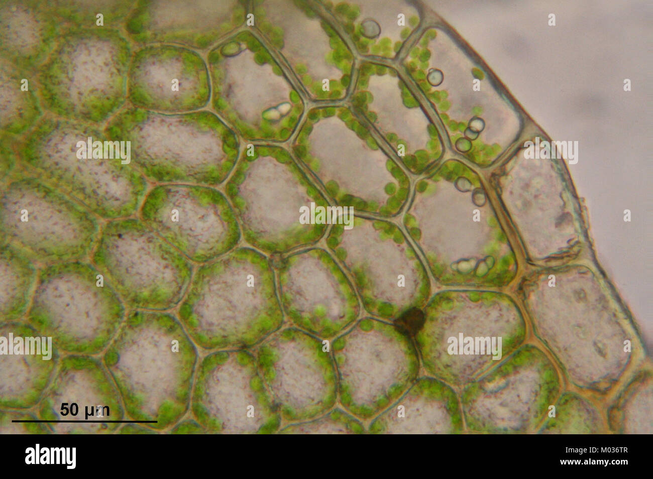 Calypogeia neesiana (c, 150138-481741) 9288 Stock Photo