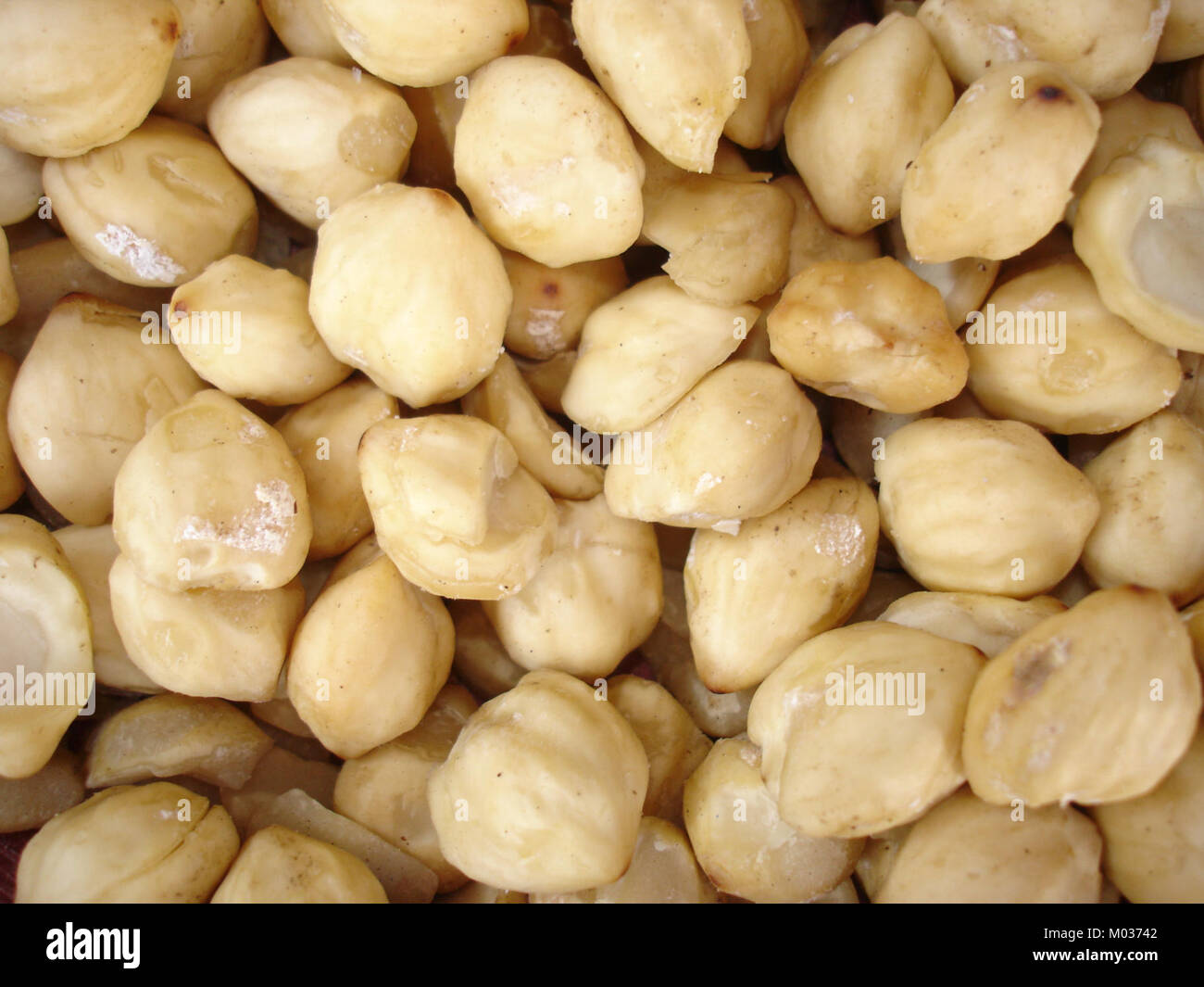 Candlenuts (Aleurites moluccana) Stock Photo