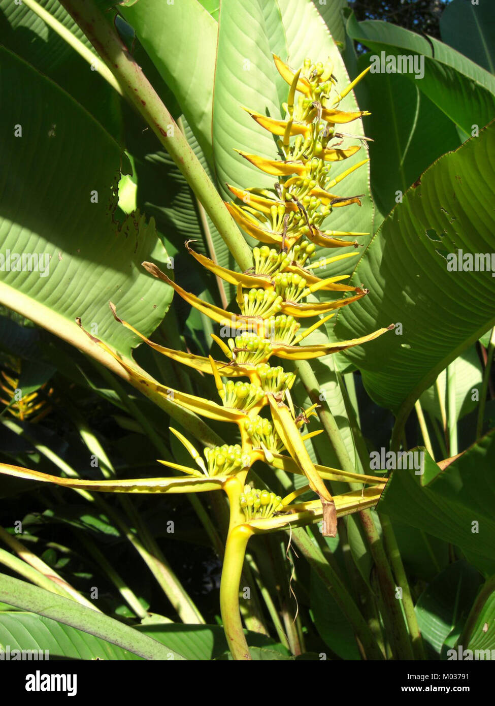 Cairns plant 13b Stock Photo Alamy