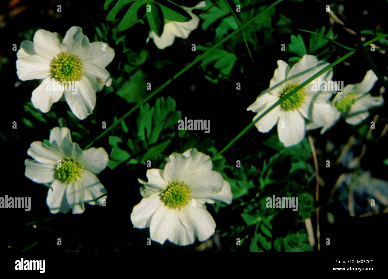 Callianthemum hondoense in Mount Kita 2001-07-02 Stock Photo