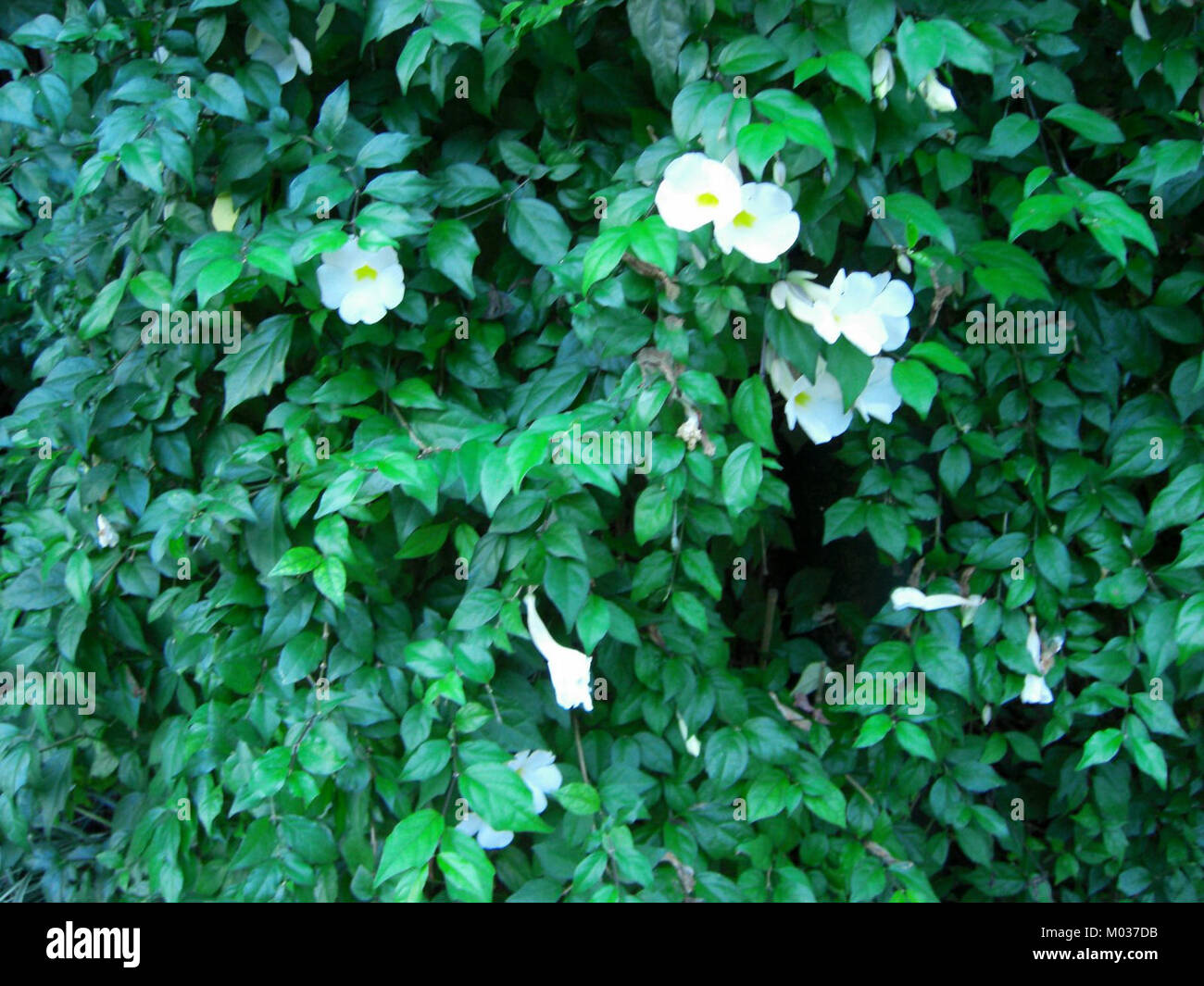 Cairns plant 11b Stock Photo Alamy