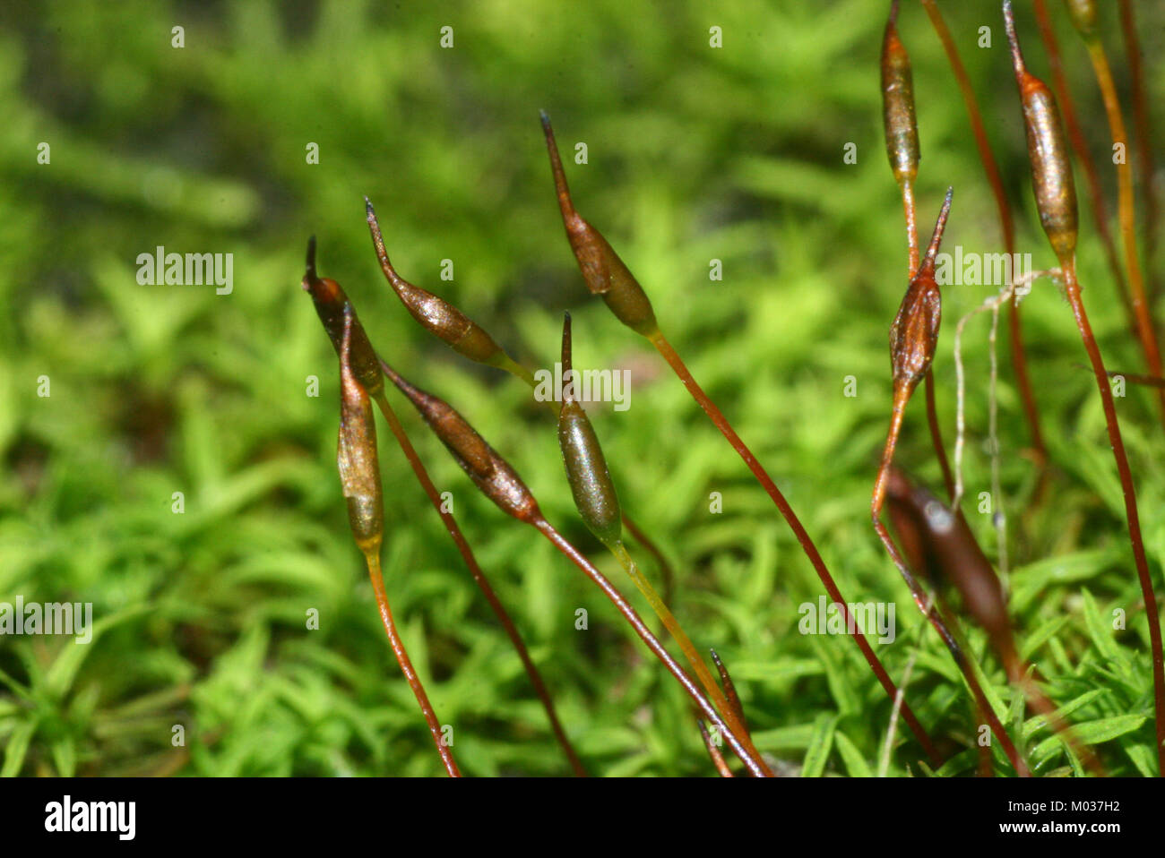 Bryoerythrophyllum recurvirostrum (c, 144721-481011) 3939 Stock Photo