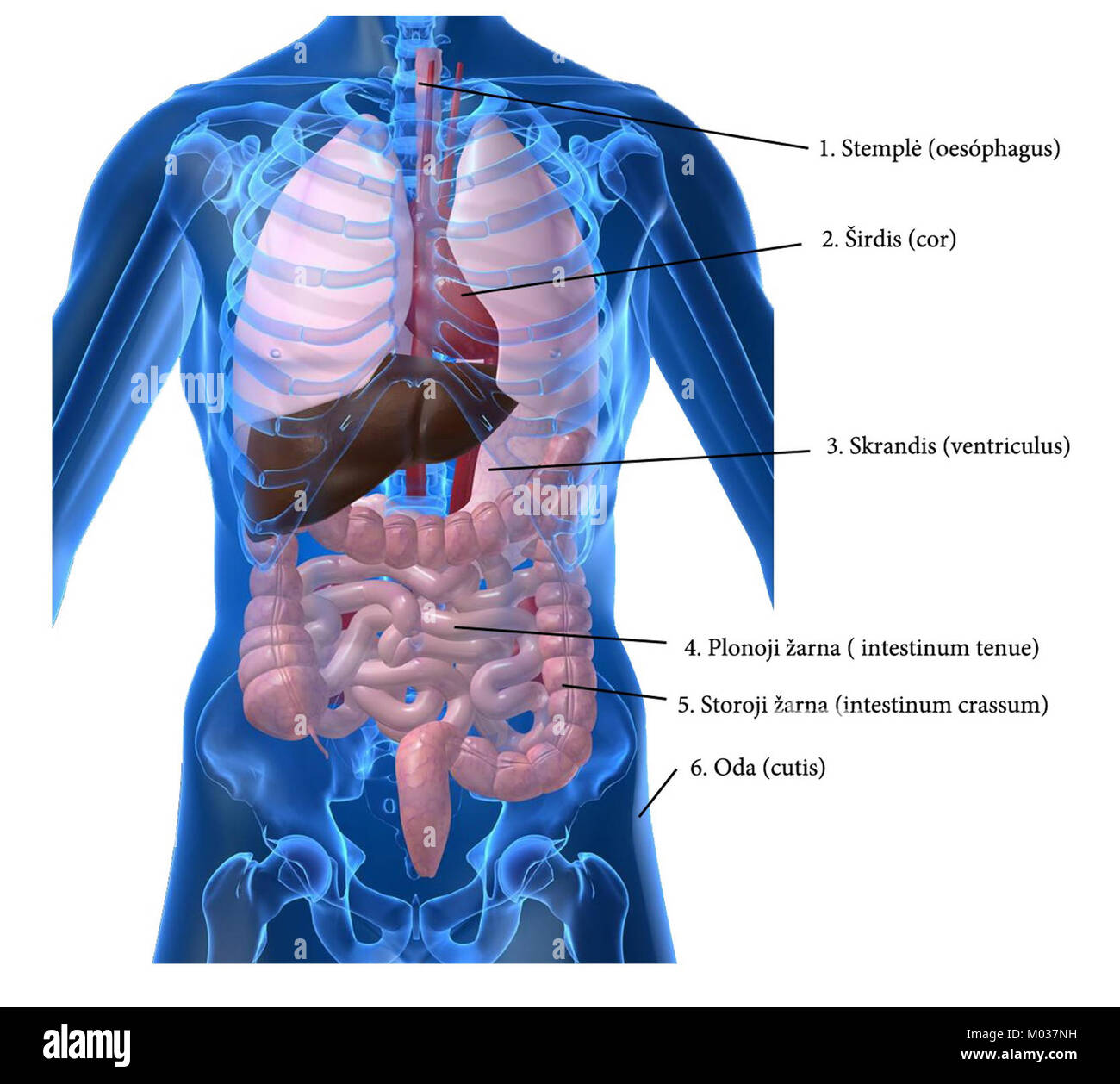 Bulimia nervosa, an eating disorder, involves cycles of binge eating ...