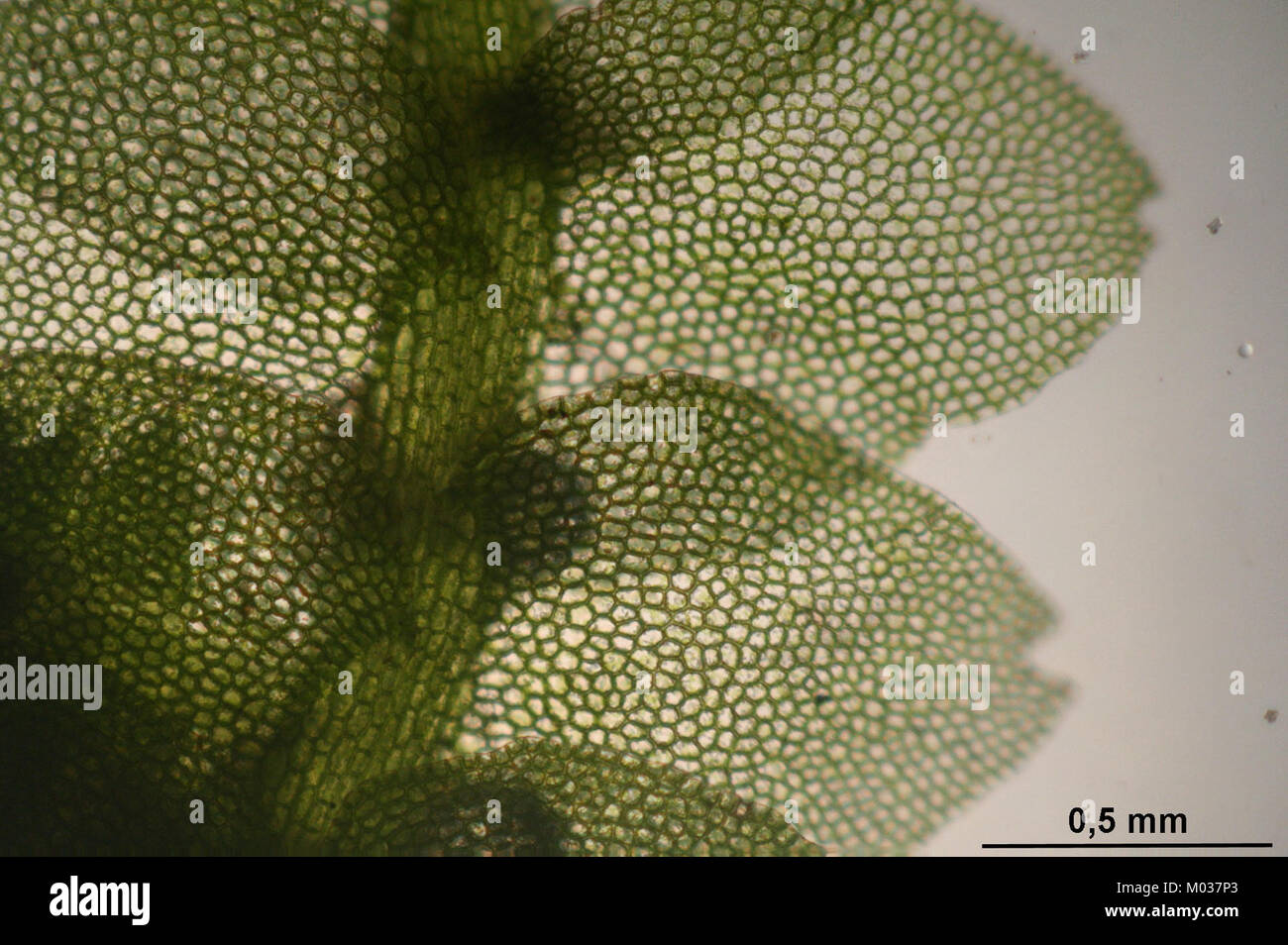 Calypogeia fissa (c, 145141-481243) 3945 Stock Photo
