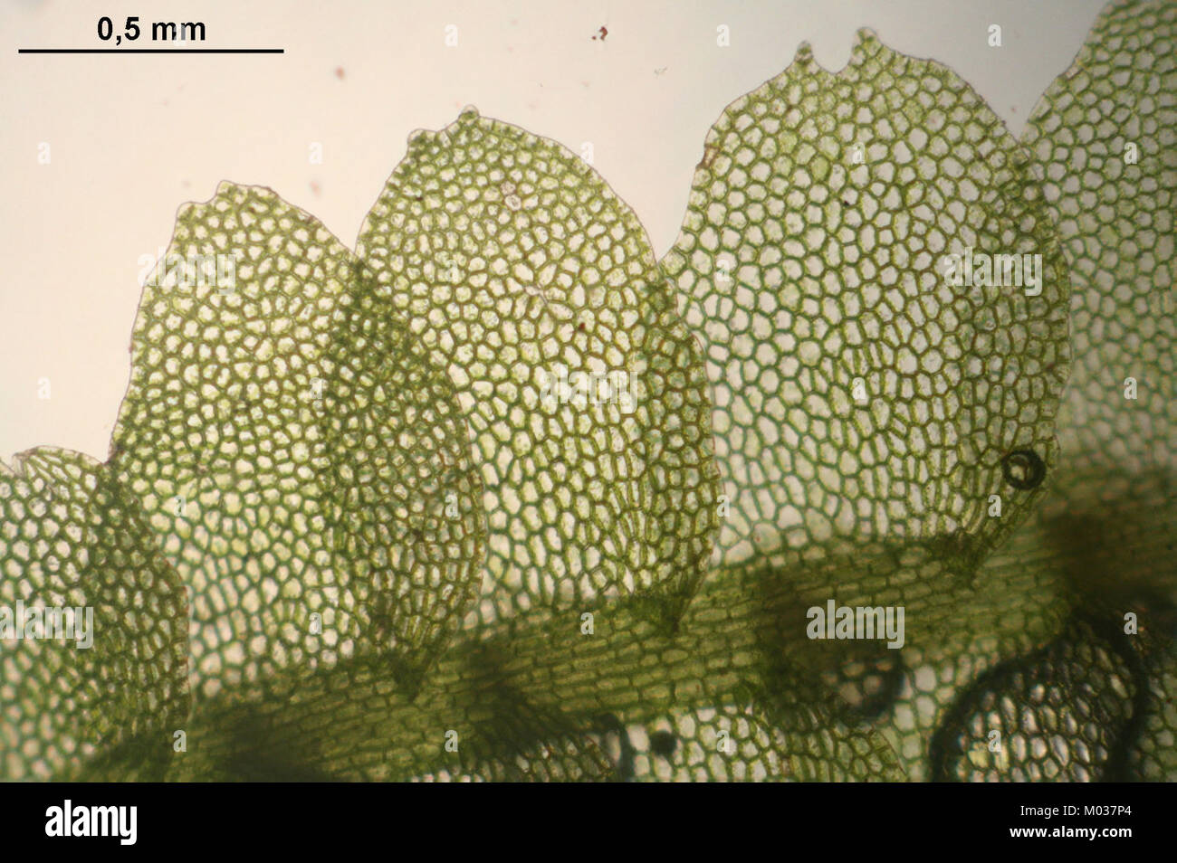 Calypogeia fissa (c, 145141-481243) 3947 Stock Photo