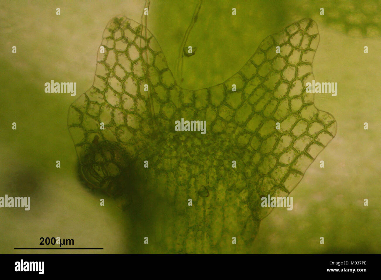 Calypogeia fissa (c, 145141-481243) 3972 Stock Photo