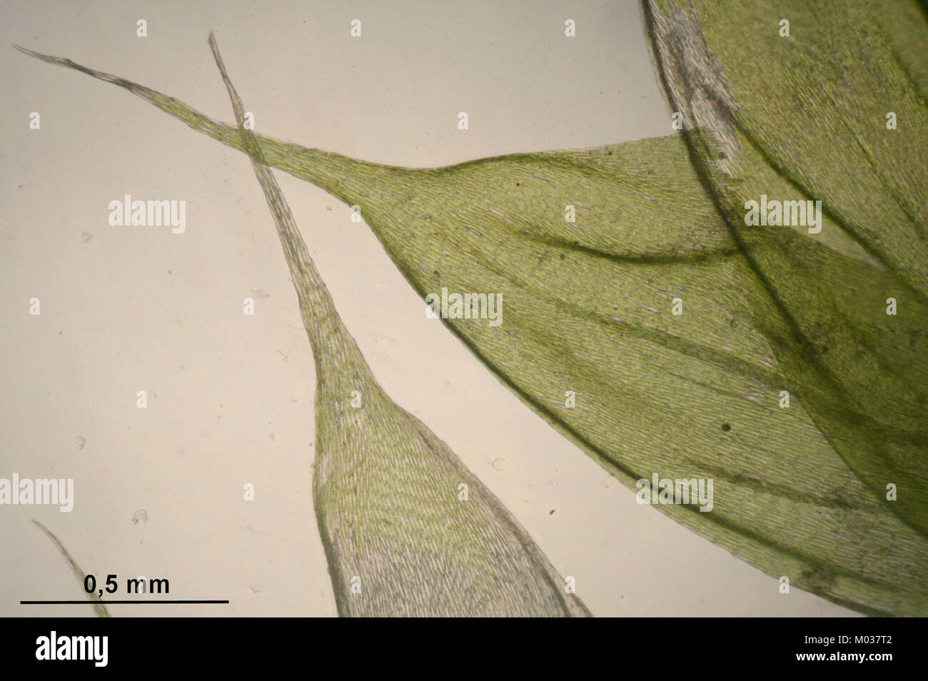 Brachythecium tommasinii (c, 144721-474815) 4029 Stock Photo