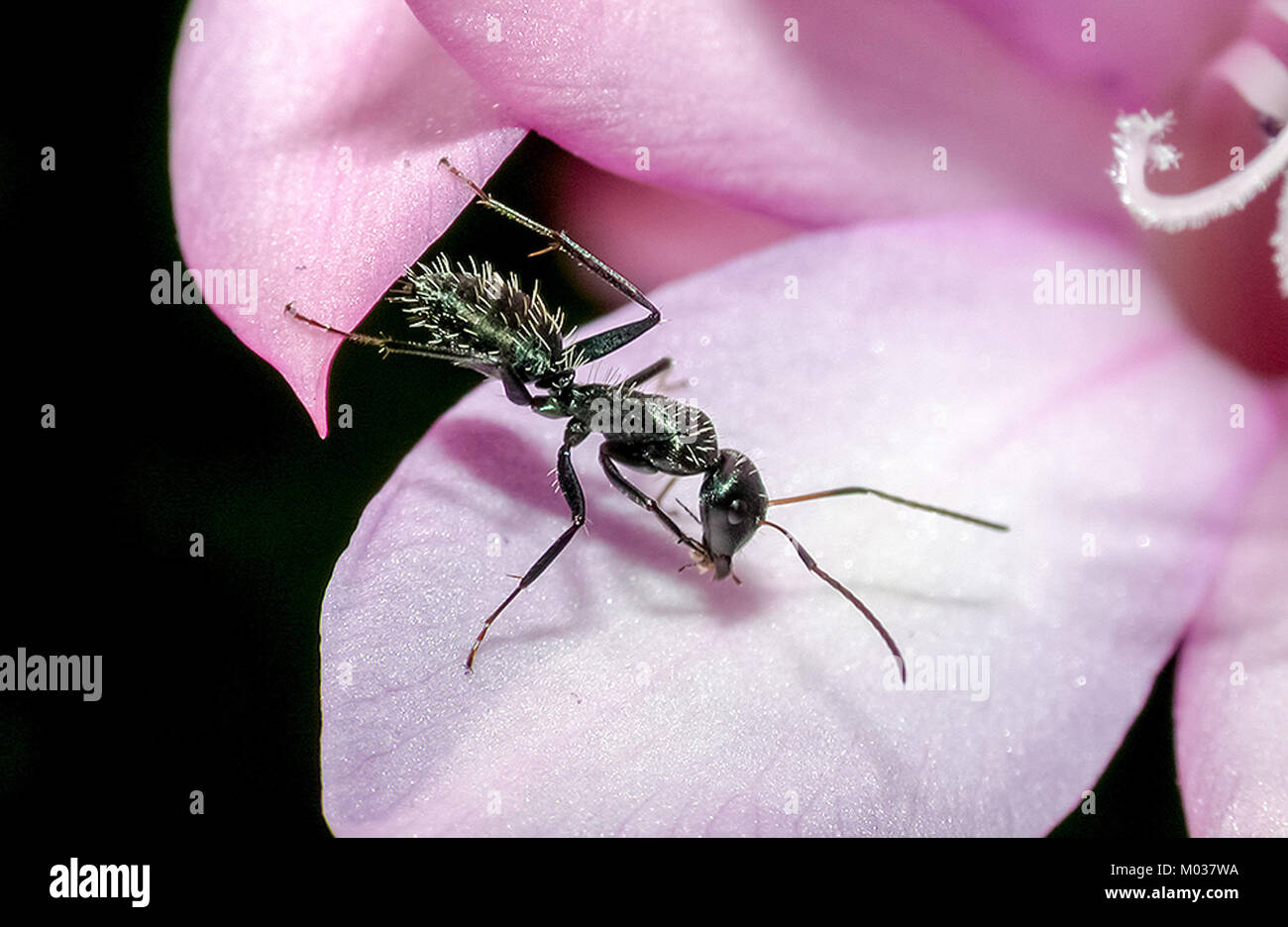 Camponotus niveosetosus, a species of ant, is observed visiting a ...