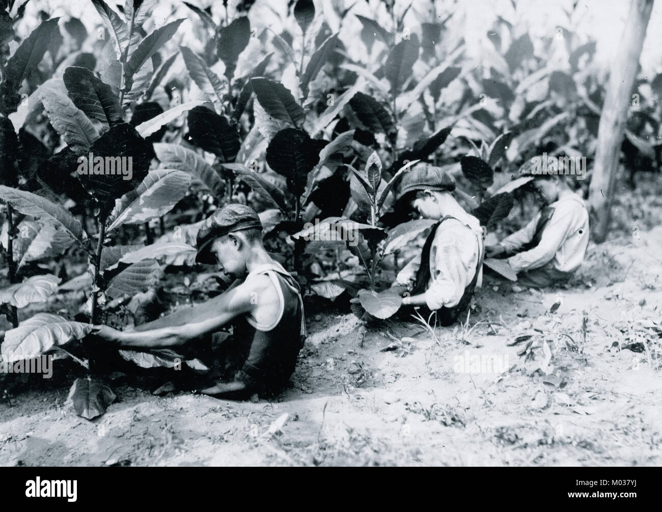 Three boys, one of 13 yrs., two of 14 yrs., picking shade-grown tobacco on Hackett farm. The "first picking" necessitates a sitting posture Stock Photo