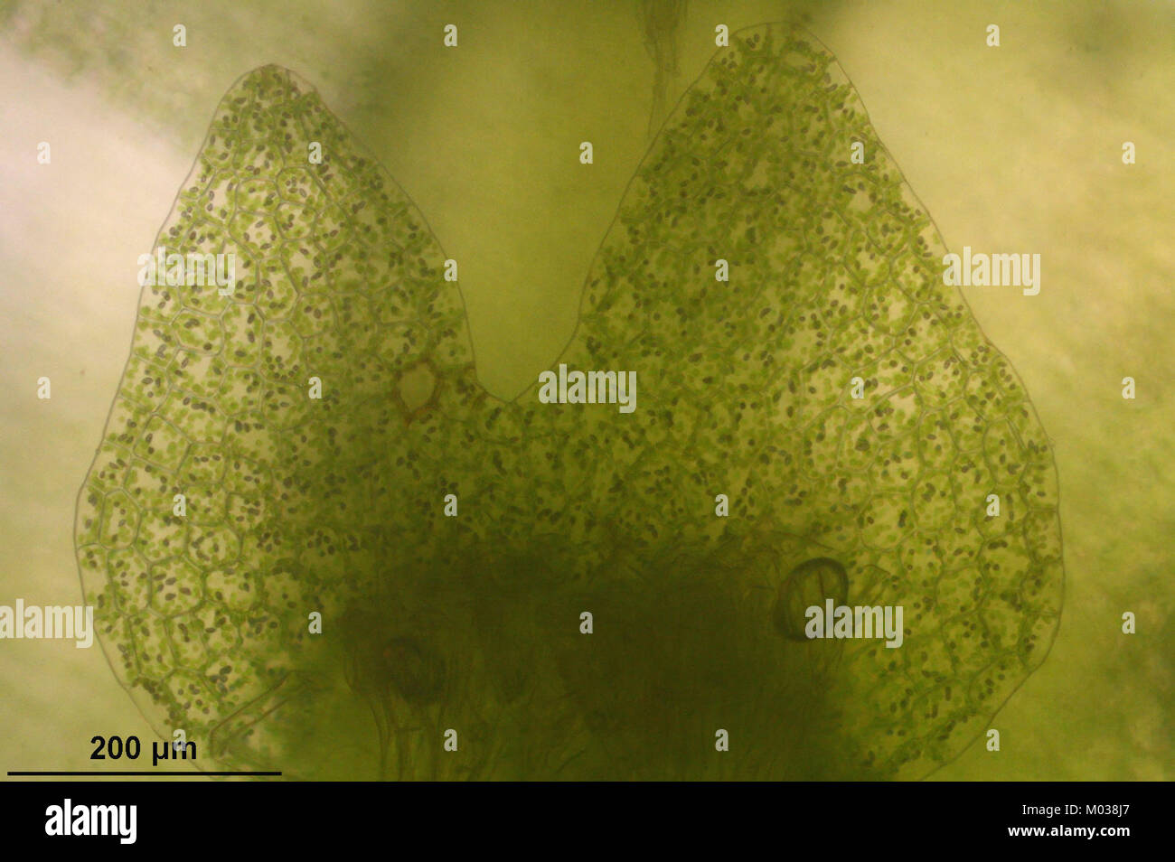 Calypogeia azurea (c, 144438-474519) 7769 Stock Photo