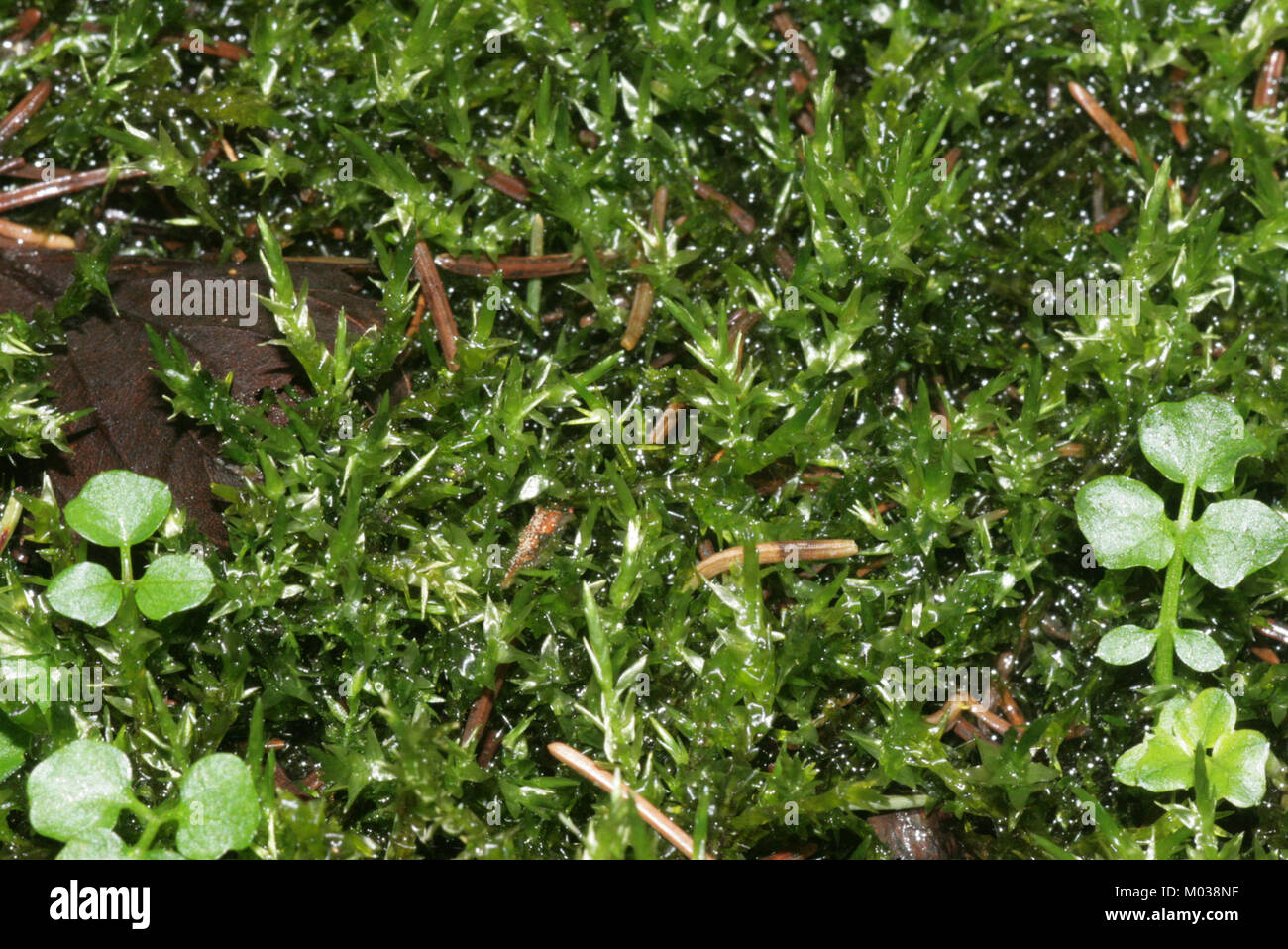 Calliergon cordifolium (b, 143546-474635) 6372 Stock Photo