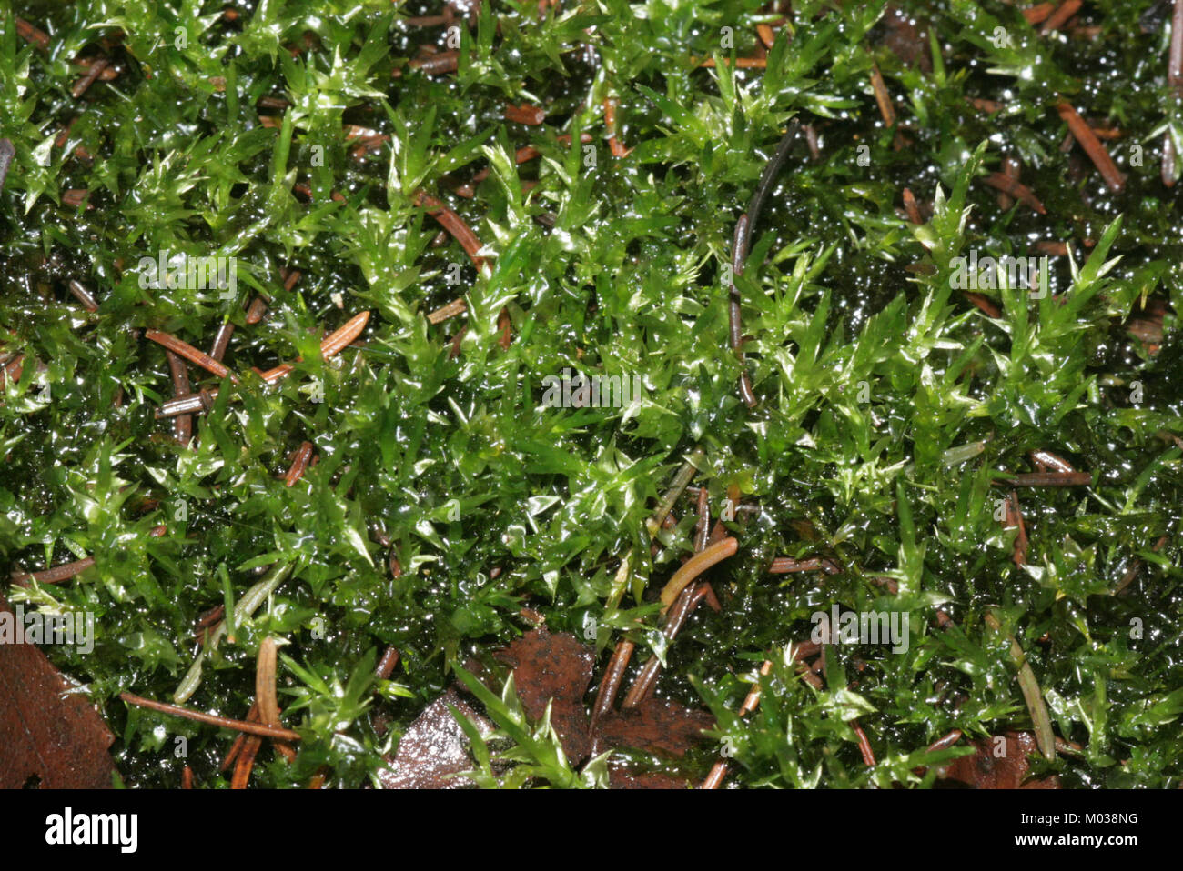 Calliergon cordifolium (b, 143546-474635) 6373 Stock Photo