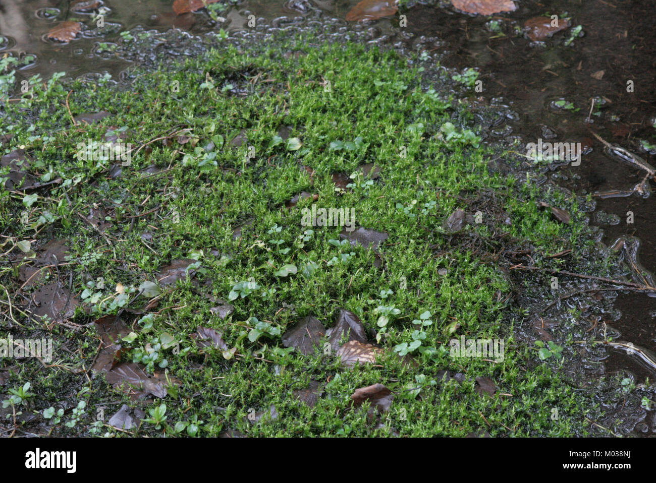 Calliergon cordifolium (b, 143546-474635) 6376 Stock Photo
