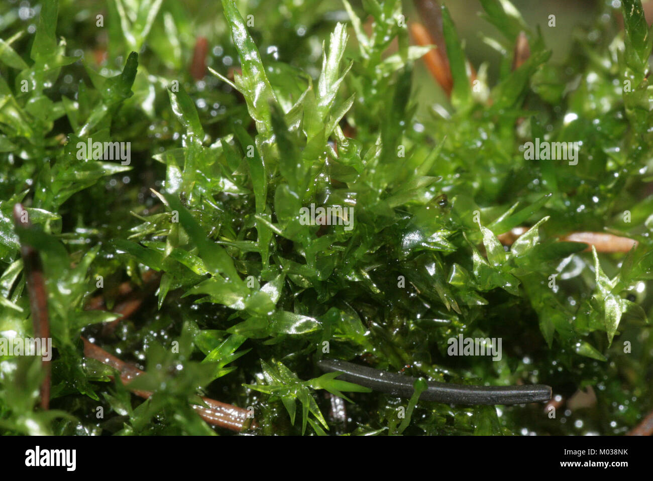 Calliergon cordifolium (b, 143546-474635) 6385 Stock Photo