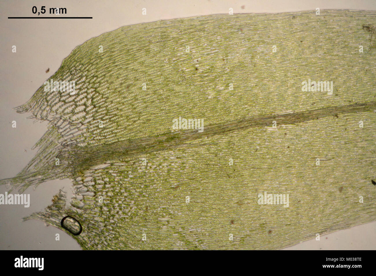 Calliergon cordifolium (b, 143546-474635) 6460 Stock Photo