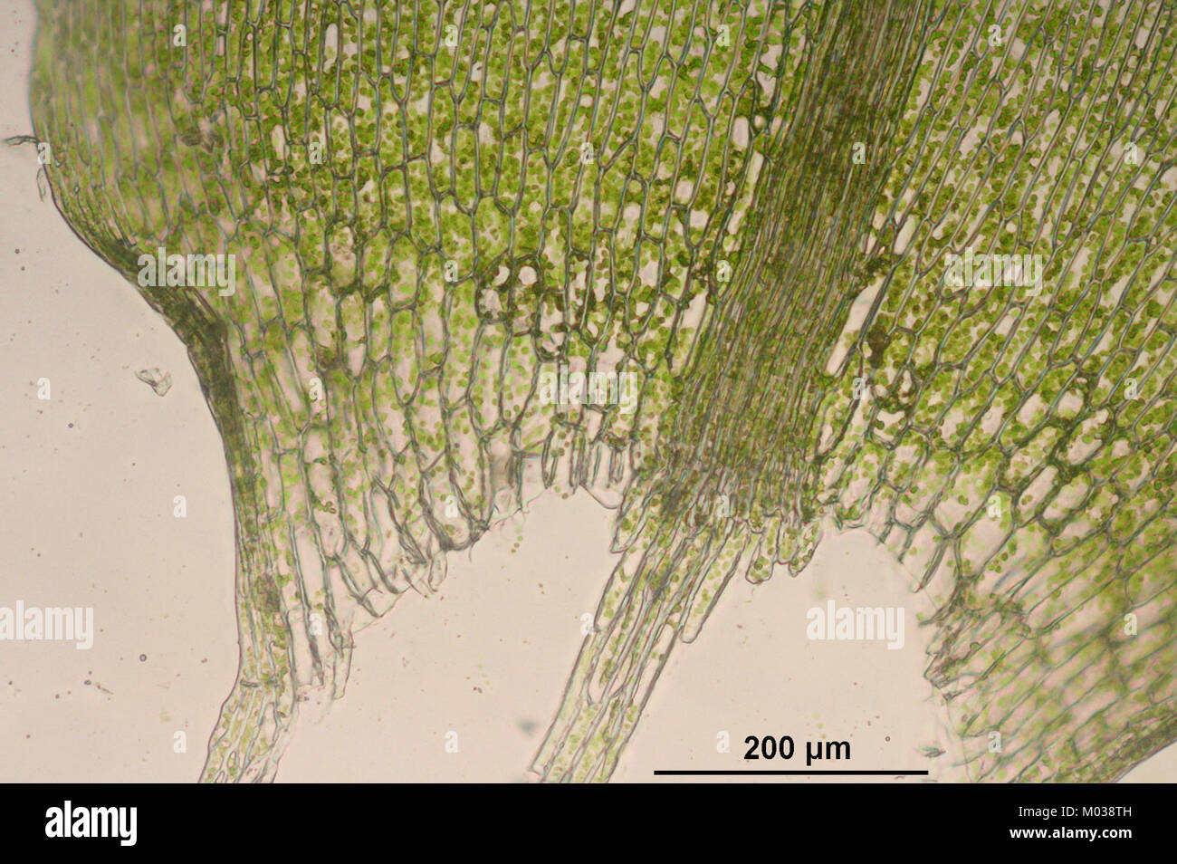 Calliergon cordifolium (b, 143546-474635) 6472 Stock Photo