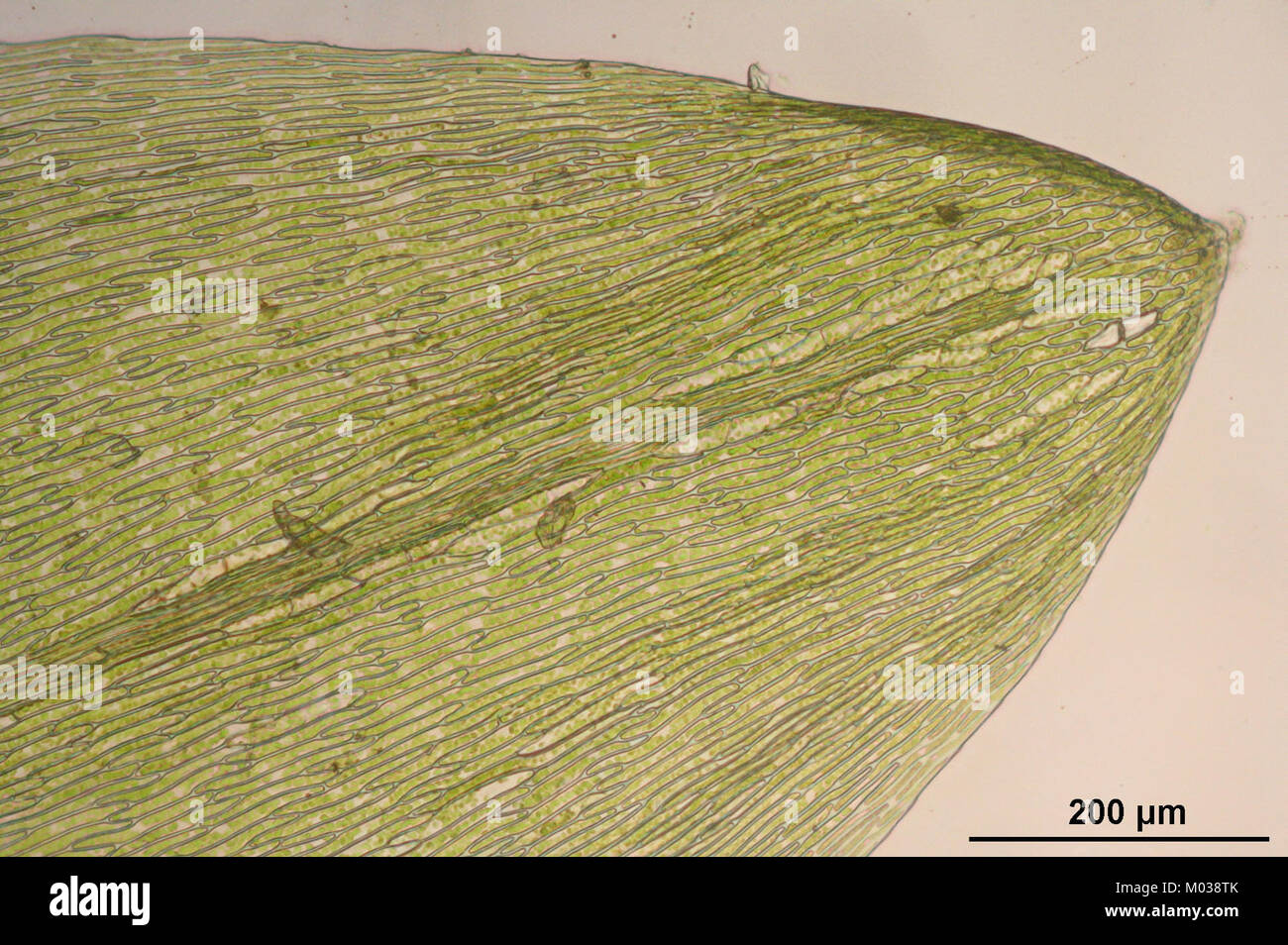 Calliergon cordifolium (b, 143546-474635) 6473 Stock Photo