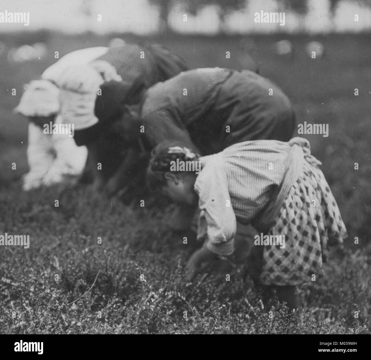 Tenjeta Calone, Philadelphia, 10 years old. Been picking cranberries 4 years. Stock Photo