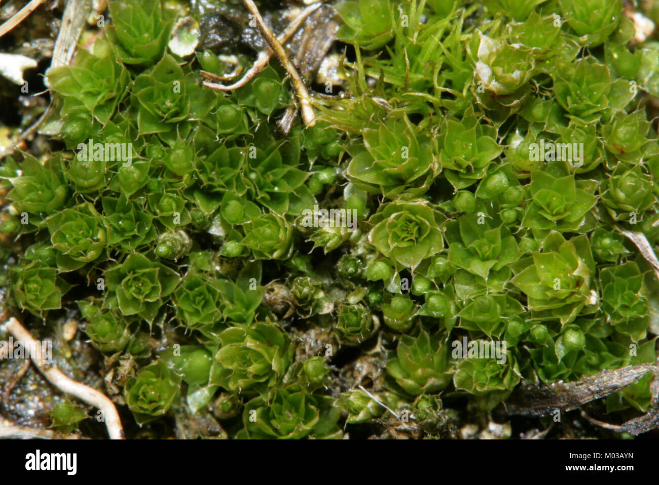 Specific temperate regions hi-res stock photography and images - Alamy