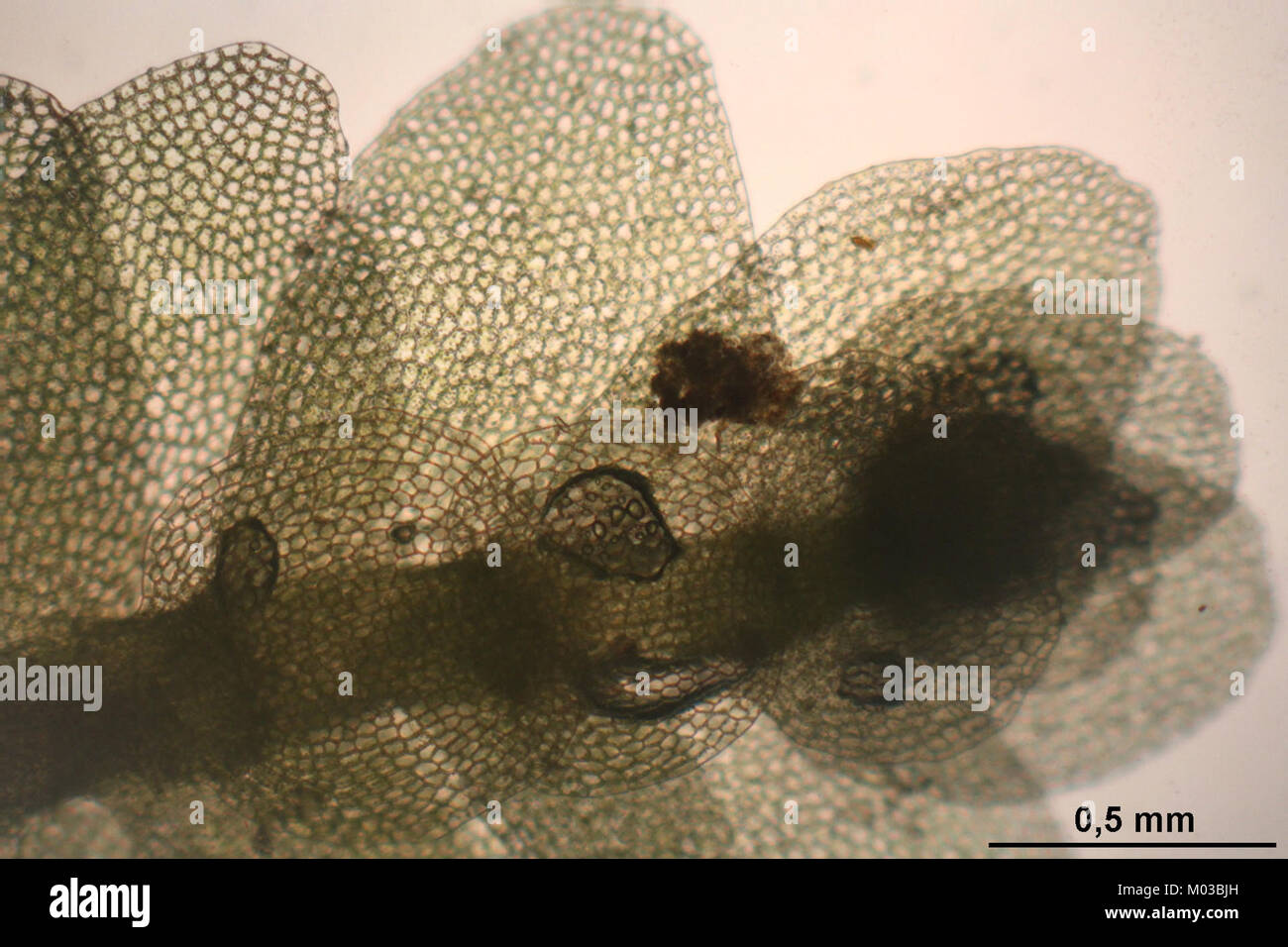 Calypogeia integristipula (a, 143528-472451) 9908 Stock Photo