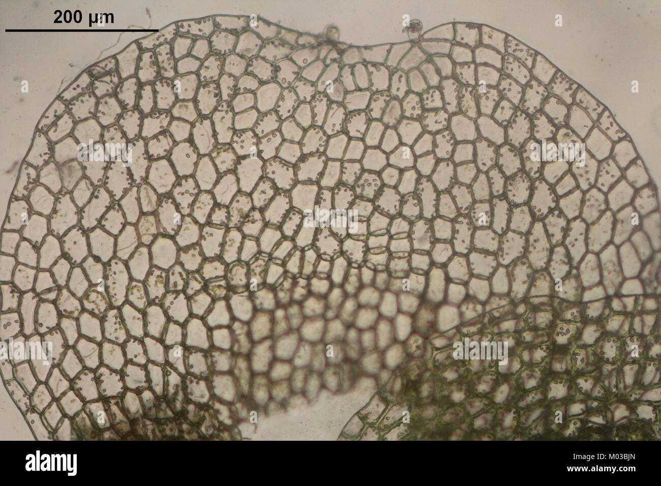 Calypogeia integristipula (a, 143528-472451) 9914 Stock Photo
