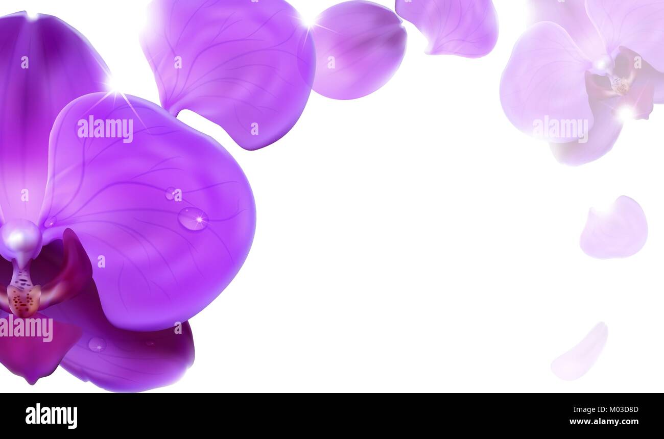 floral background of lilac orchids Stock Vector Image & Art - Alamy