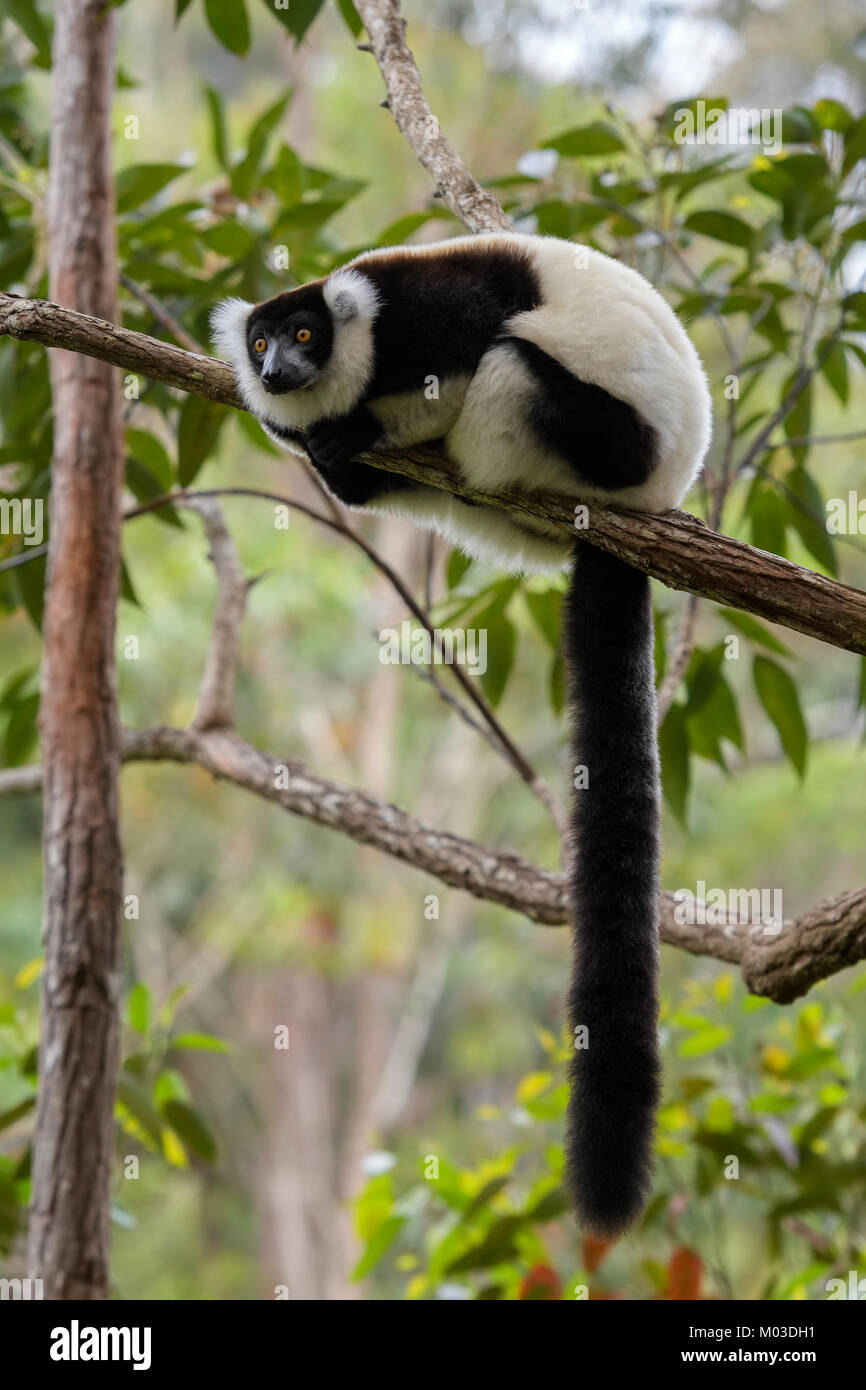 Black and White Ruffed Lemur - Varecia variegata, Madagascar. Cute primate from Madagascar rain forest. Critically endangered endemite primate. Stock Photo