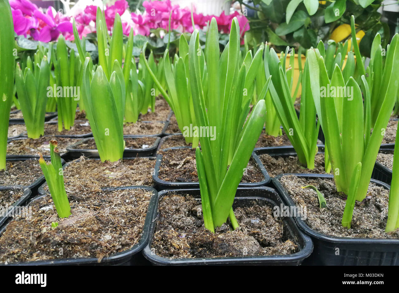 Sprouted group of bulbous plants, hyacinths, tulips in pots , in the shop ,  in the greenhouse,flat lay Stock Photo - Alamy