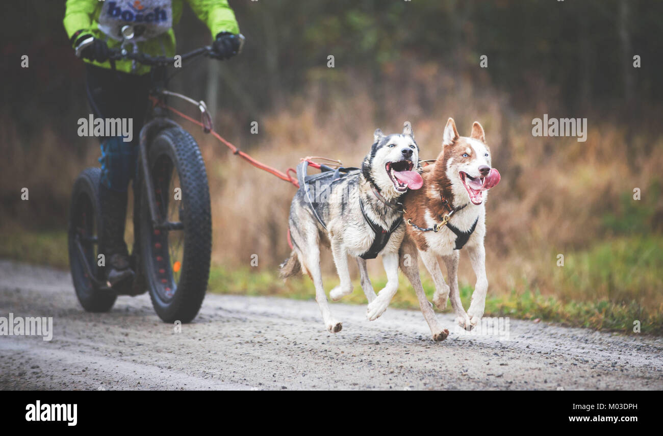 GERMANY, Oberndorf, Geslau - NOVEMBER 5, 2016: Sled Dogs Pulling the Scooter with Fat Tiires, Mushing Off Snow Crosscountry Races in Bad Weather (Nois Stock Photo