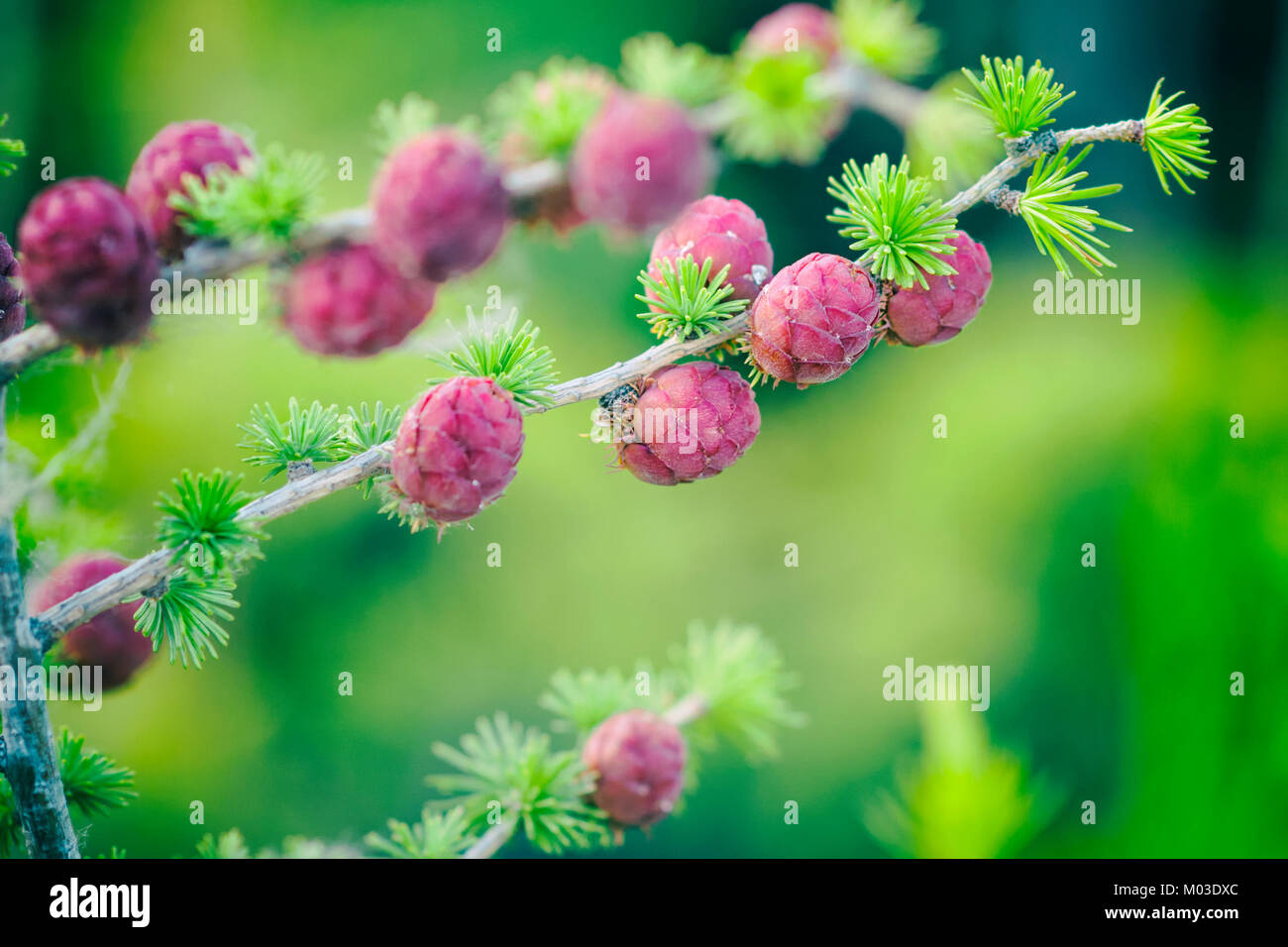 Young cones coniferous in the spring in the garden Stock Photo